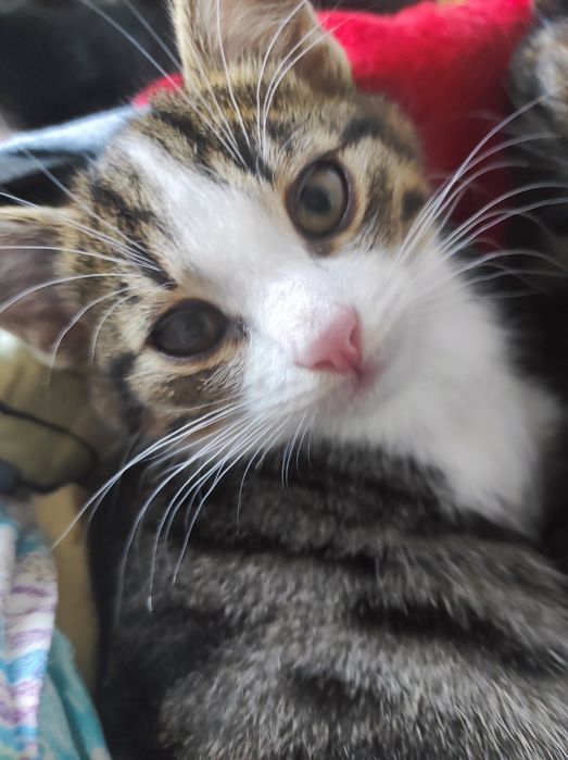 Кіт, котик в добрі руки. Кот, котёнок мальчик.