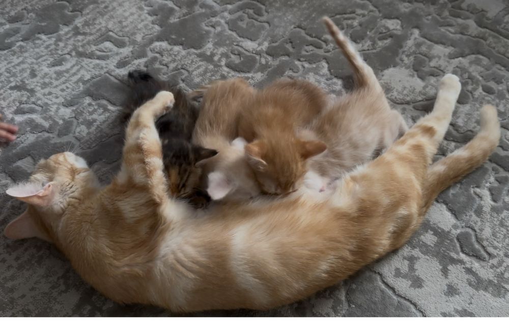 Віддамо котиків в хороші руки