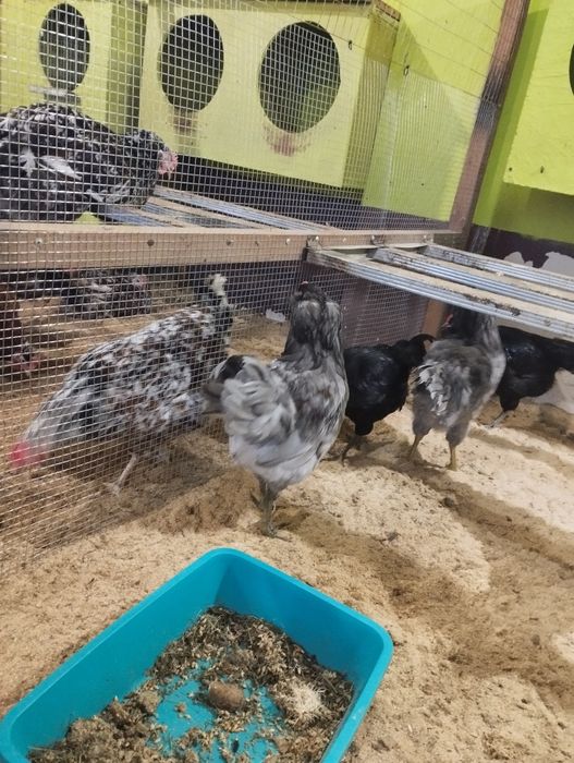 Півень Амераукан