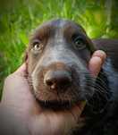 Polski spaniel myśliwski. Płochacz z Polski rodem. Aporter suczka