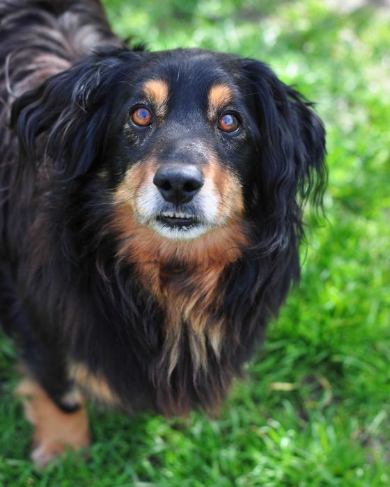 Muchomorek do adopcji