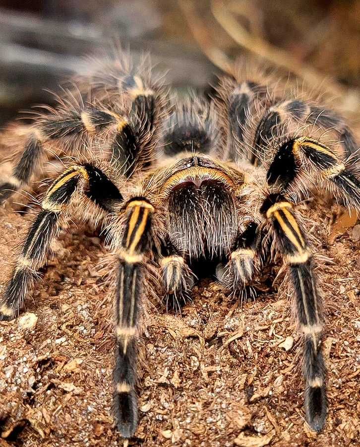 Паук птицеед Grammostola pulchripes (aureostriata) красивые самцы L7+