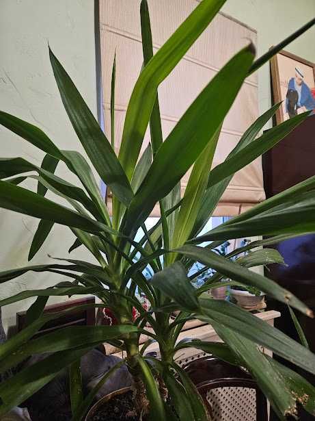 Юкка взрослое растение , 90 см