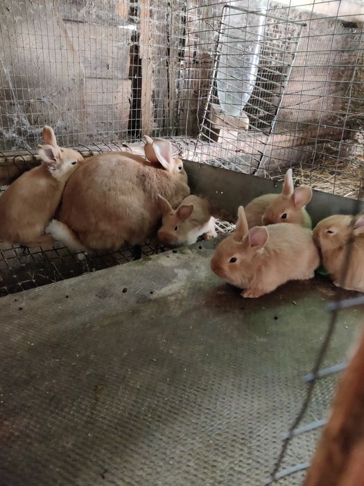 Кролі породи Бургунці