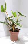 Philodendron Filodendron Billietiae 70 cm