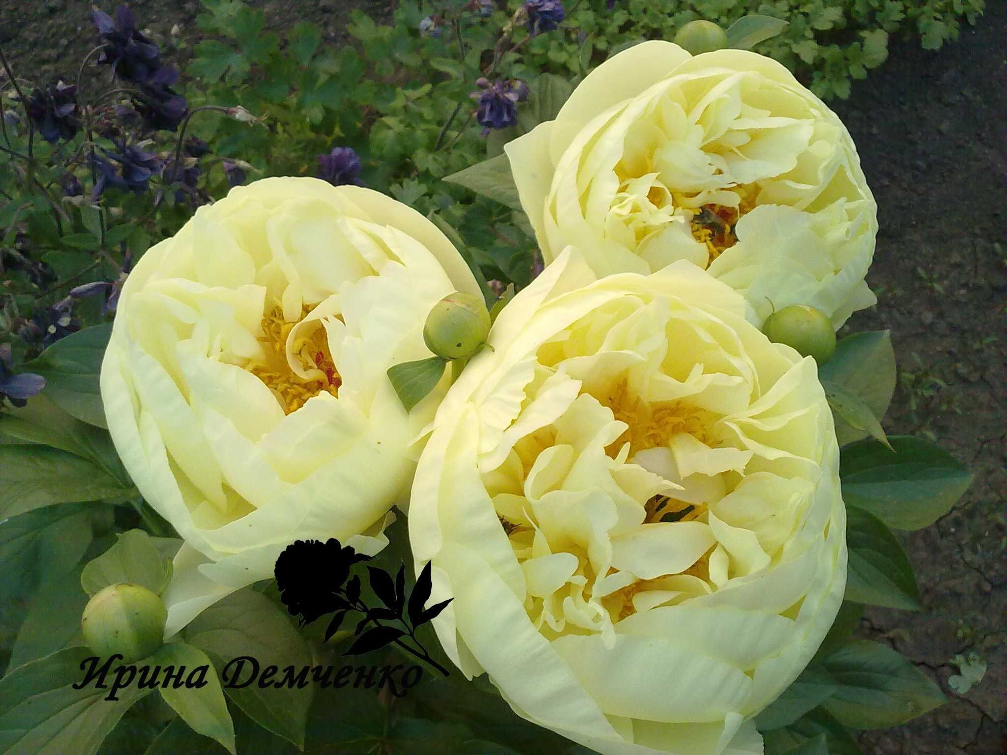 Семена пионов: Lemon Chiffon, Salmon Dream.