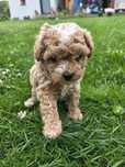 MALTIPOO śliczna dziewczynka