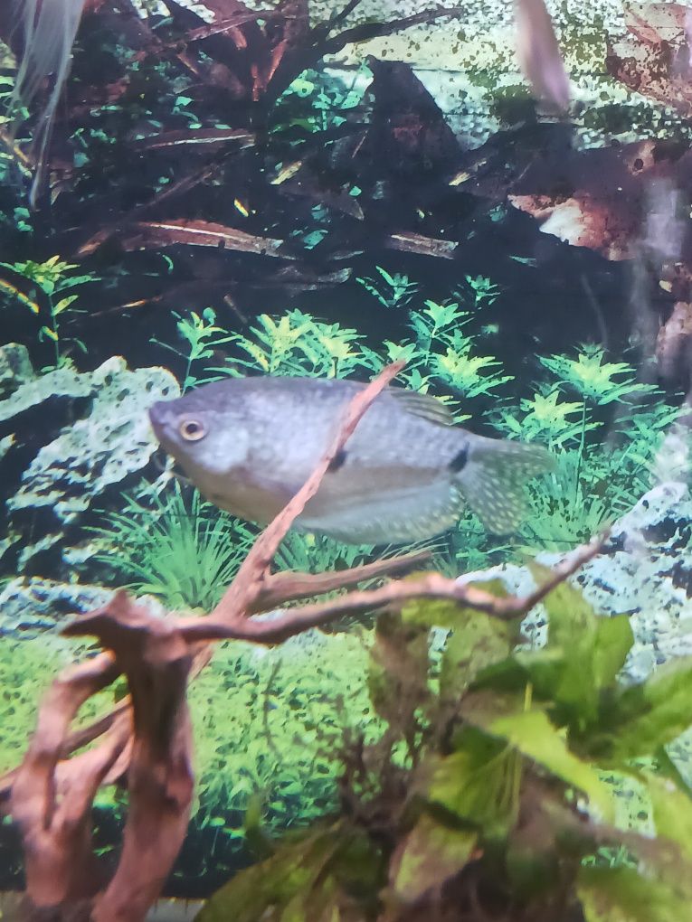 Peixe gouramis já adulto