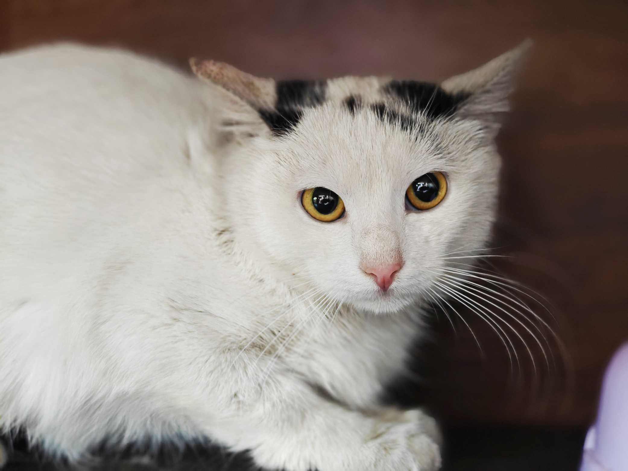 Моллі, кошеня 4міс, шукає дім і люблячу родину! кішка котенок кіт