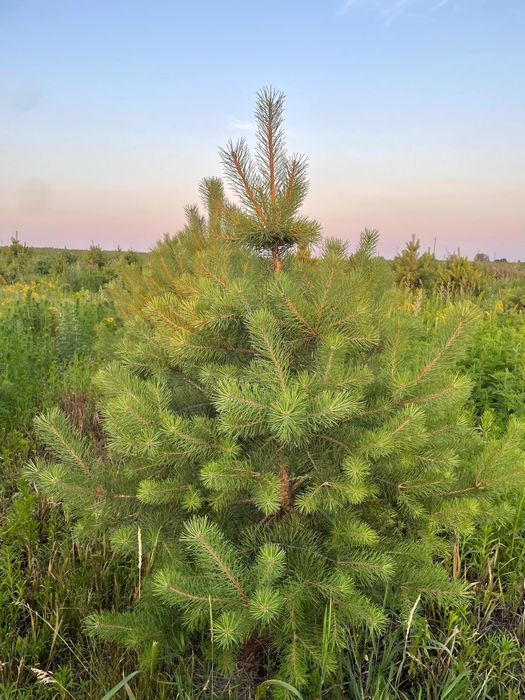 Продам сосны новогодние, сосна новорічна