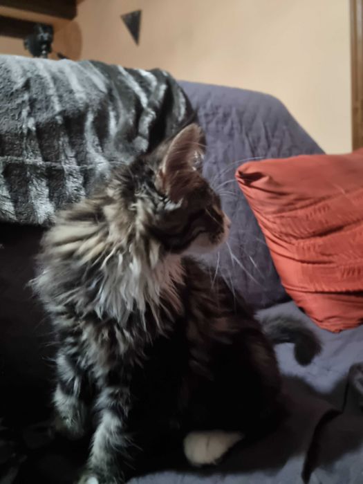 gato maine coon com lop