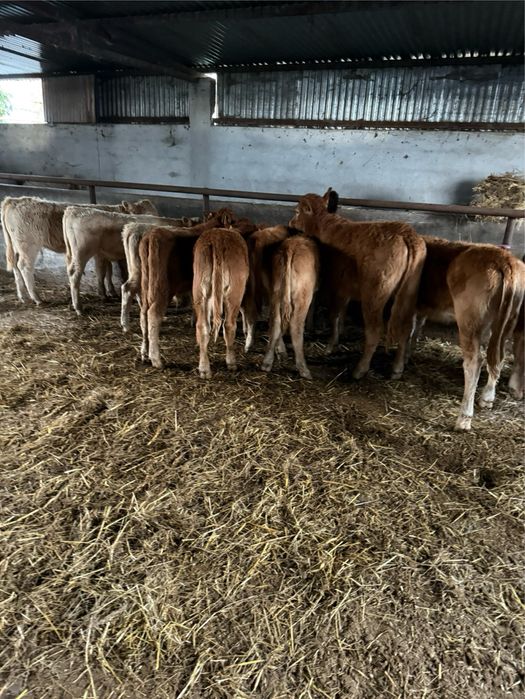 Vitelos e vitelas cruzados de limousine