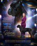 Infinity Glory Solomon открыт для вязок титулованный Кане Корсо !