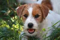 Jack Russell Terrier ZKwP,  FCI