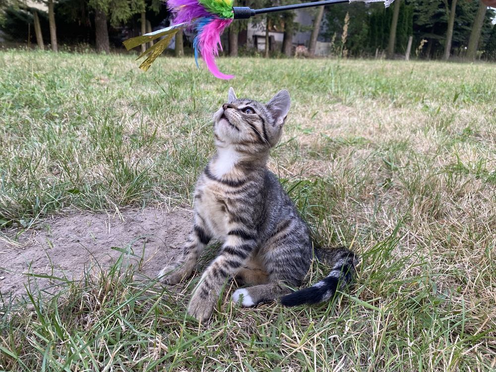 Wspaniały kocurek do adopcji - Whiskas szuka domku. Adoptuj