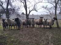 Овцы Романовской породы, пузатенькие, ягнята