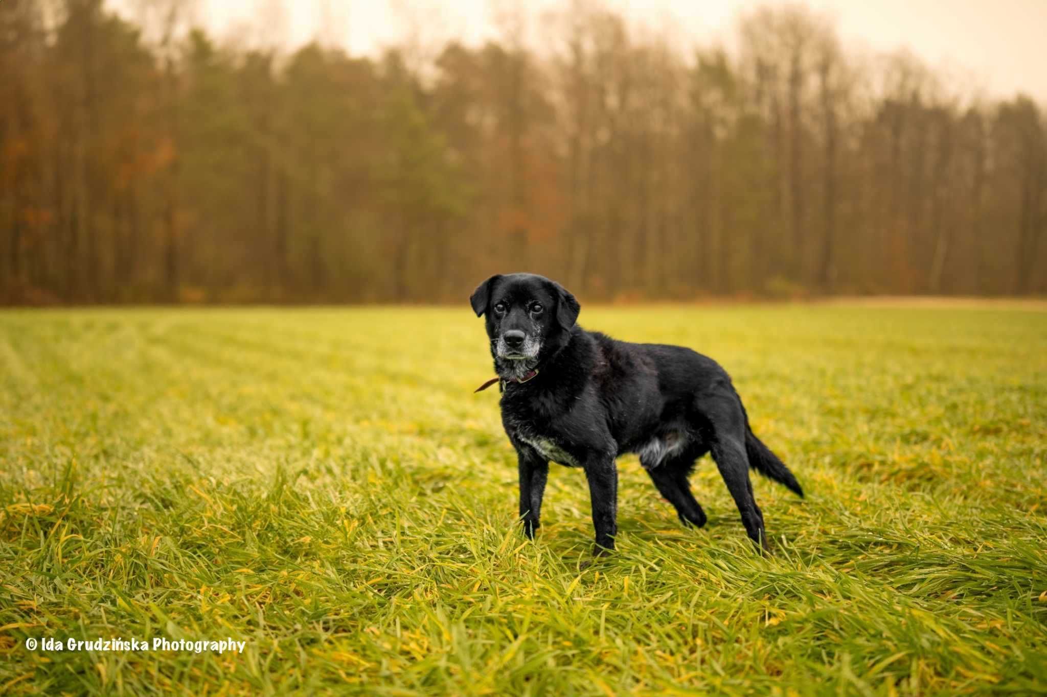 MAGIK dojrzały labrador szuka domu stałego 10letni 16kg czarny