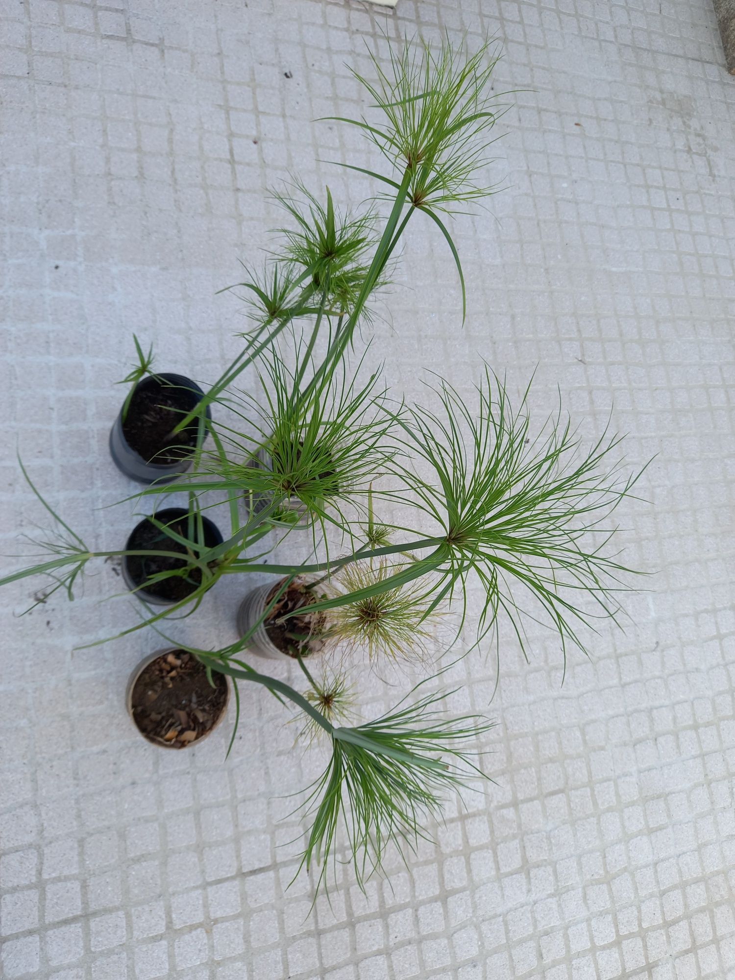 Pés de papiro ou vassourinhas lagos ou jardins