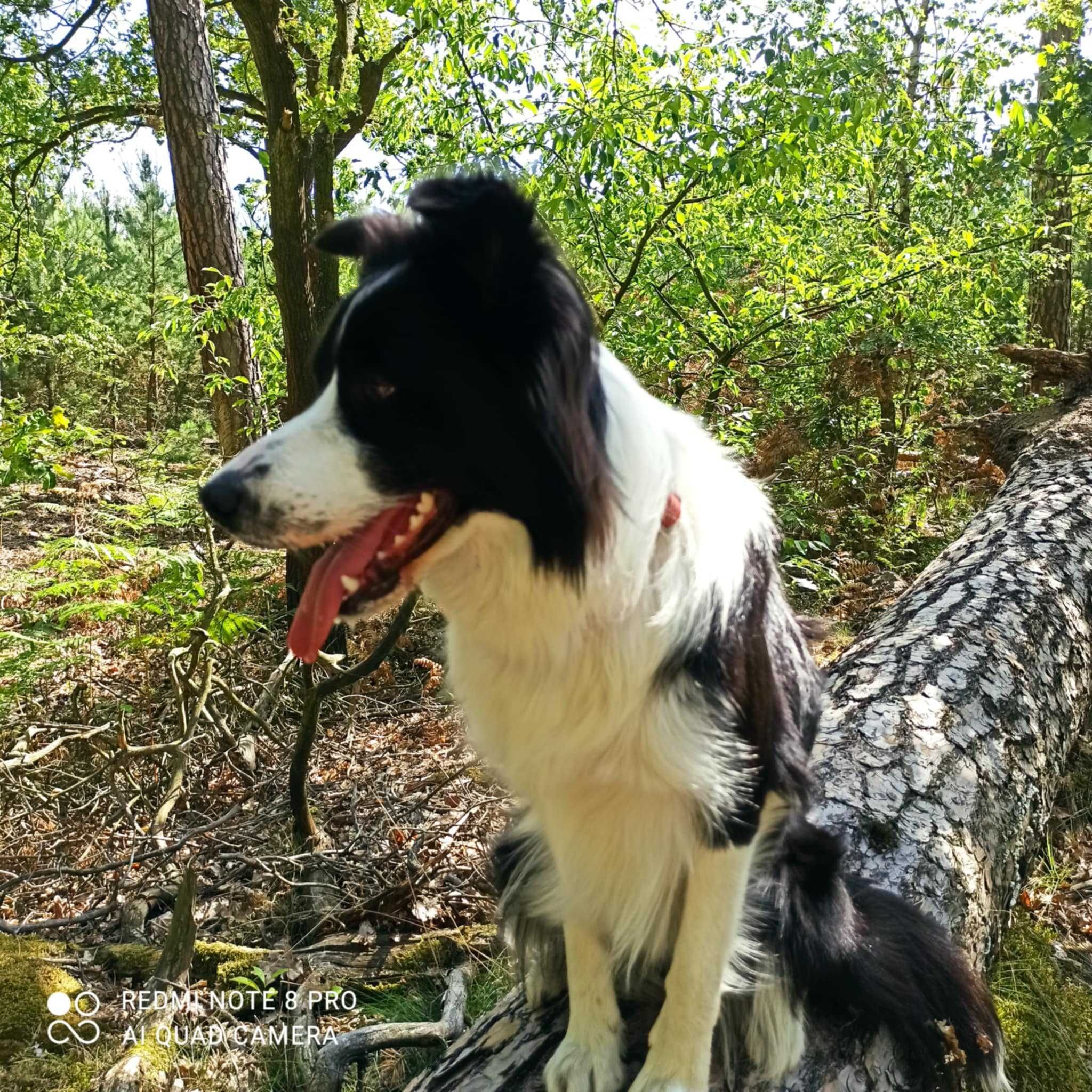 Szczeniak Border Collie