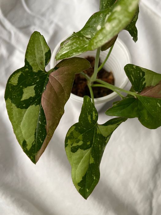 Syngonium red spot tricolor