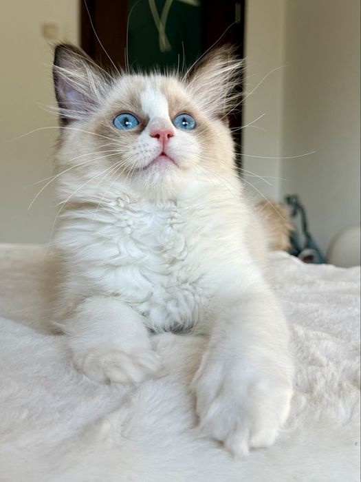 RAGDOLL kocurek seal bicolour FPL/Fife