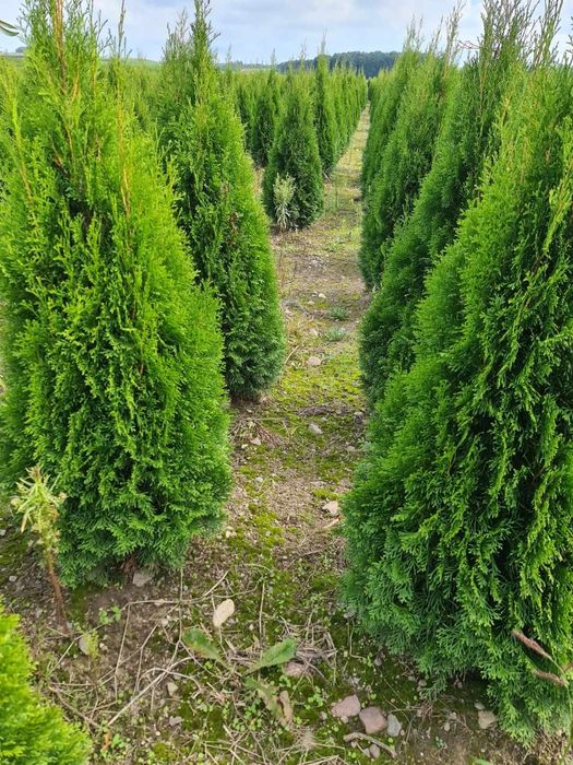 Promocja Tuja Szmaragd 120 cm