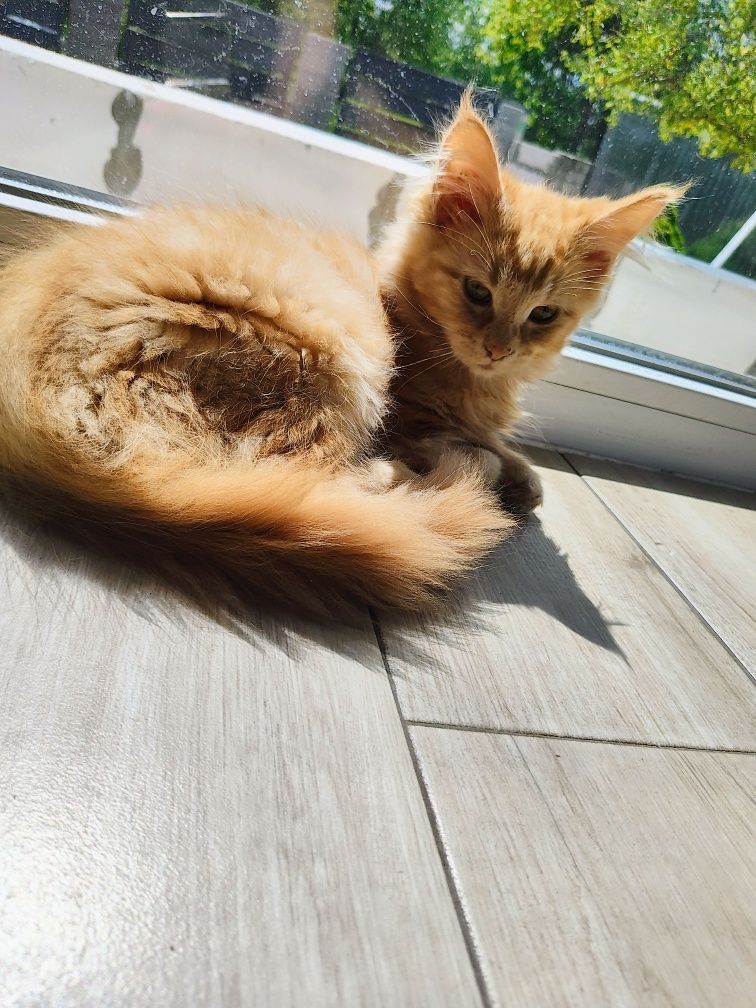 Rudy  kotek Maine coon