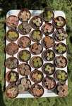Литопси літопси літопс литопсы lithops живые камни