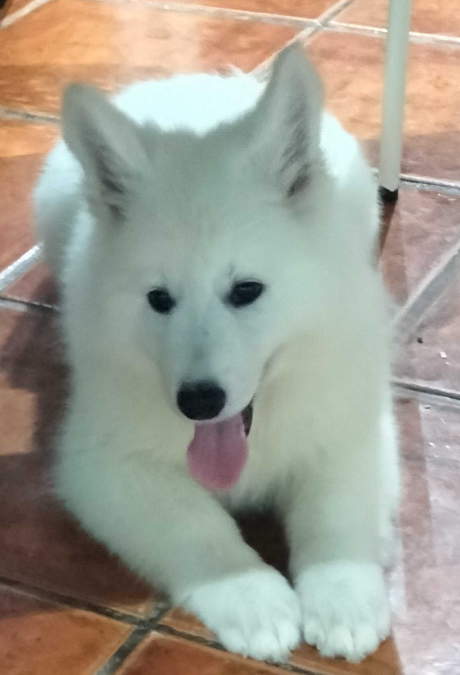 Pastor branco suíço Berger Blanc Suisse