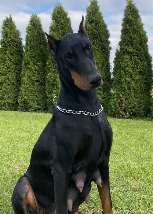 Doberman szczeniak suczka