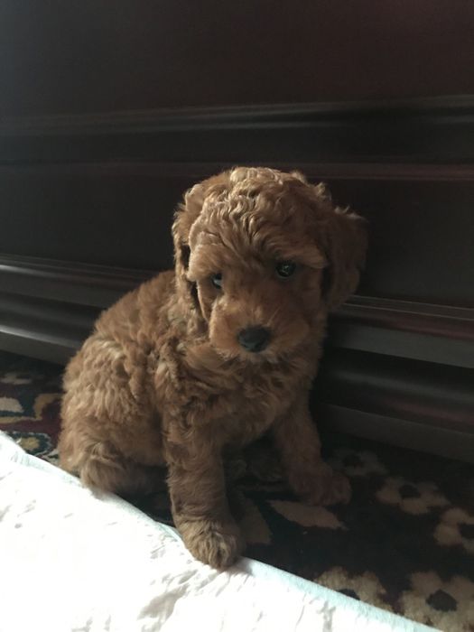 Той пудель,Ред браун