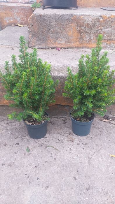 Канадська Ялинка Коніка.