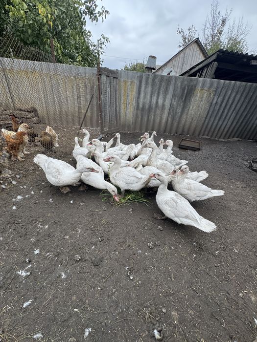 Продам мускусних качок