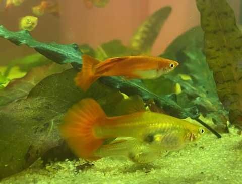 Gupiki  czerwone - moja hodowla - "Red blonde "