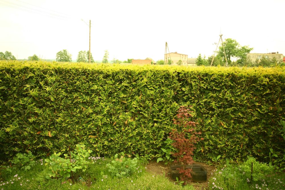 Tuja duże tuje aureospicata nie brabant szmaragd, dowóz