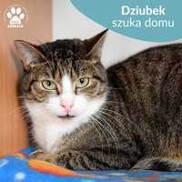 Łagodny kocurek do adopcji! Poznajcie Dziubka!