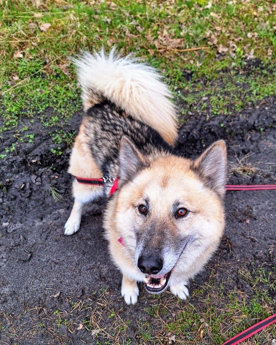 Kosmo do bezpłatnej adopcji