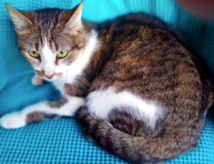 Брітні, біло-смугаста кішечка, шукає сім’ю! кішка 1рік,  кошка кошеня