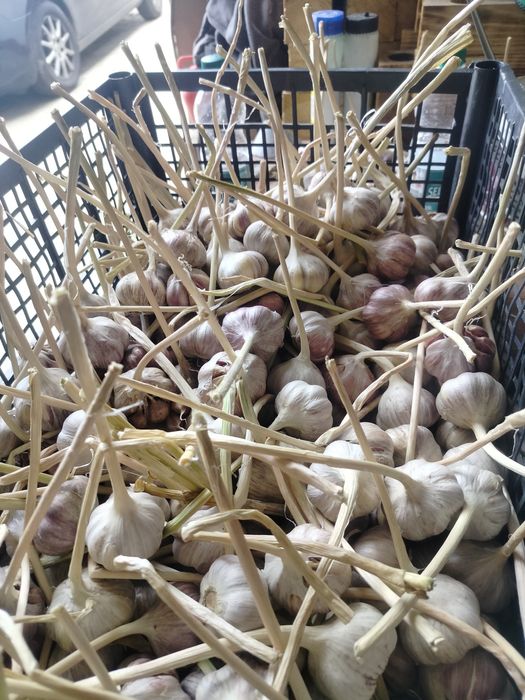 Sprzedam czosnek odmiany Harnaś z własnego gospodarstwa