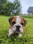 Buldog Angielski samiec FCI