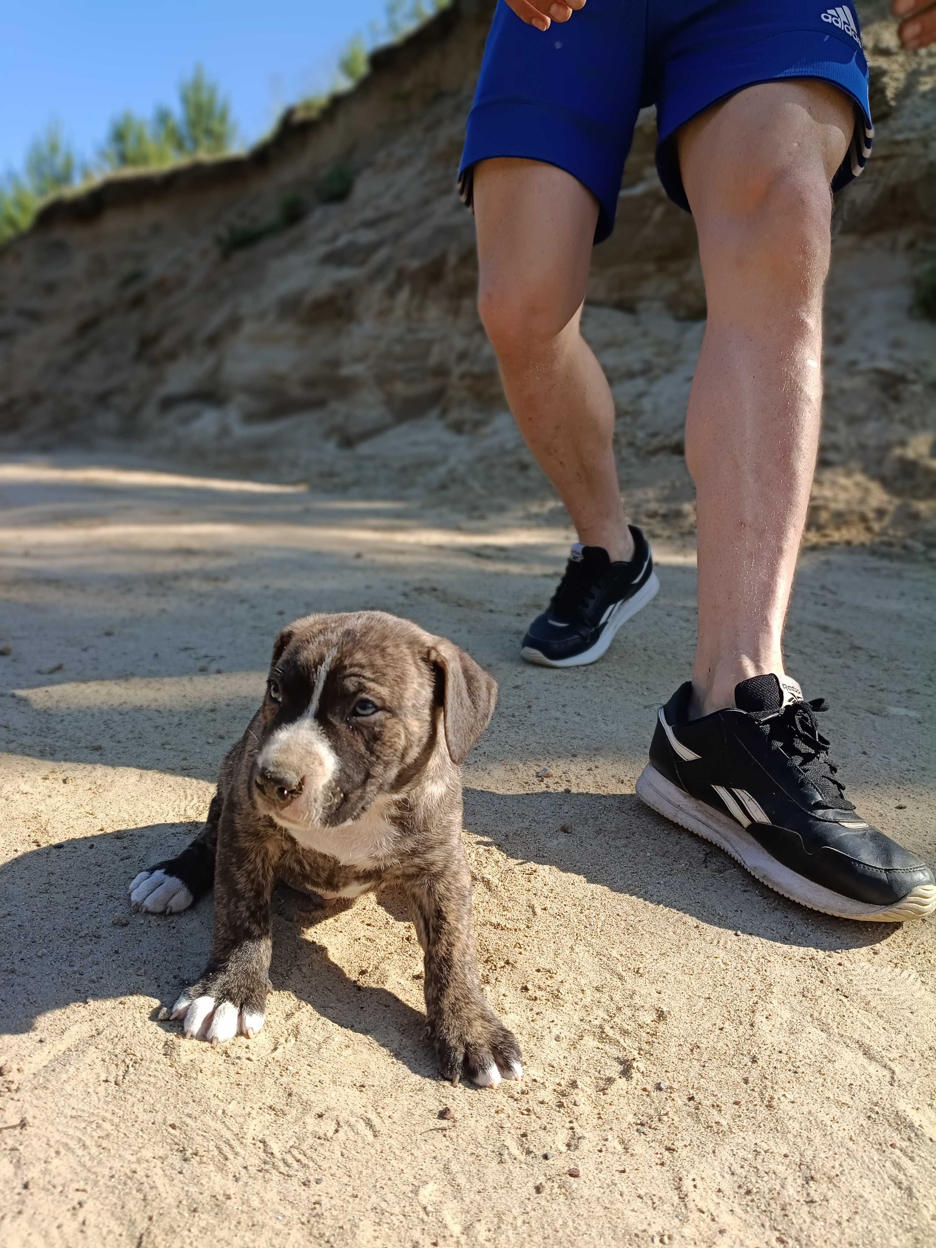 Amstaff samiec pręgowany ostatni