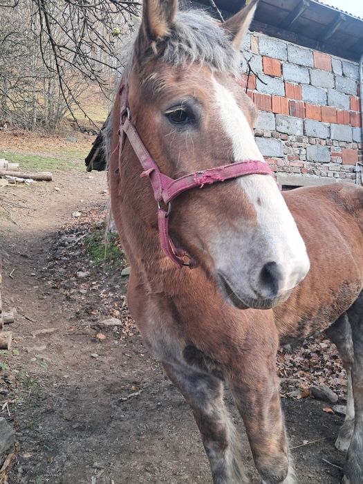 Sprzedam kobyle zimnokrwista