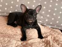 Buldog francuski