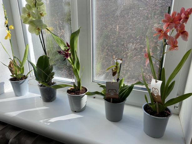 Продам домашні орхідейки