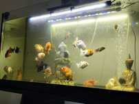 Oranda Ranchu vendo