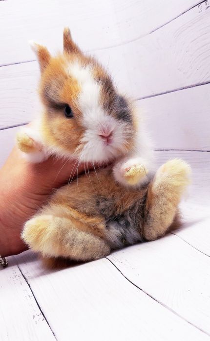 Карликовые мини кролики торчеухие и вислоухие декоративные,клетки,корм