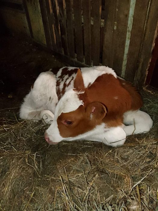 Продам бичка с. Грушів