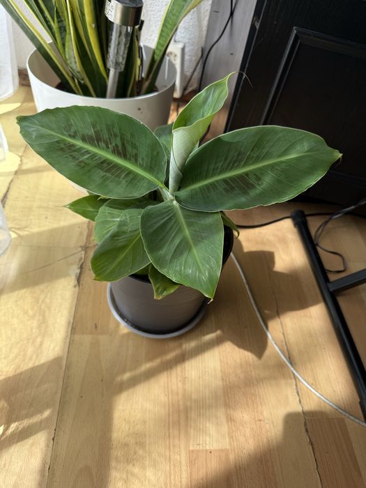 Kwiat doniczkowy duzy rezwrwacja