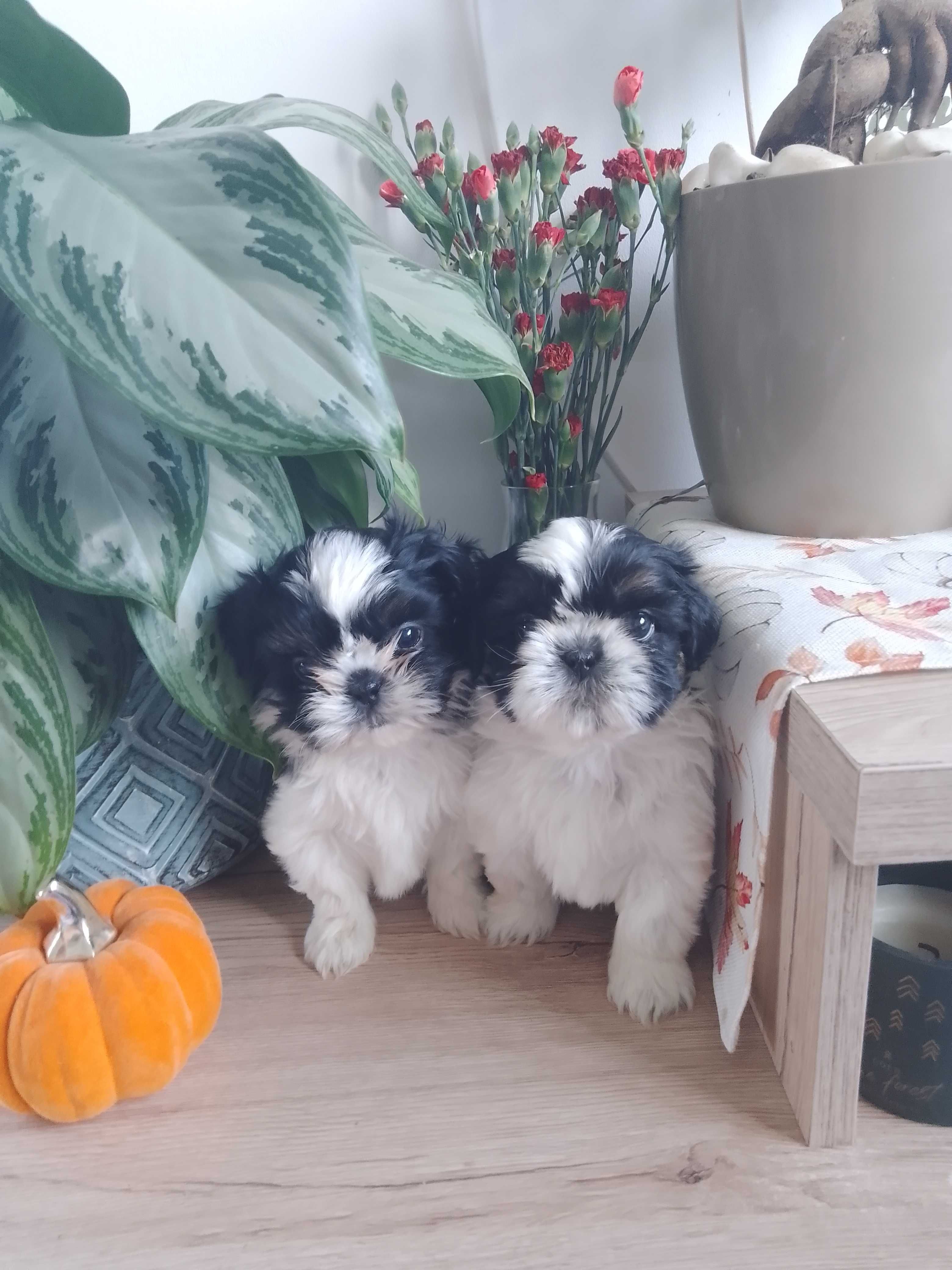 Shih tzu sunia szczeniak