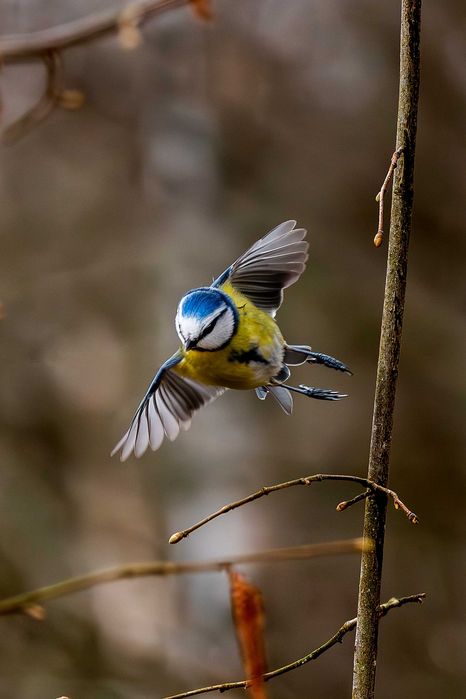 Nikkor 200–500mm f/5.6E ED VR